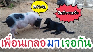 🐖น้องรวยกับ🐕น้องนิลมาเจอกันดูว่าปฏิกิริยาจะเป็นอย่างไรชมกันครับ