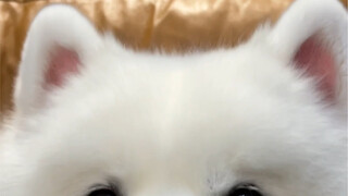 I've only played with these bouncy pink ears for one day