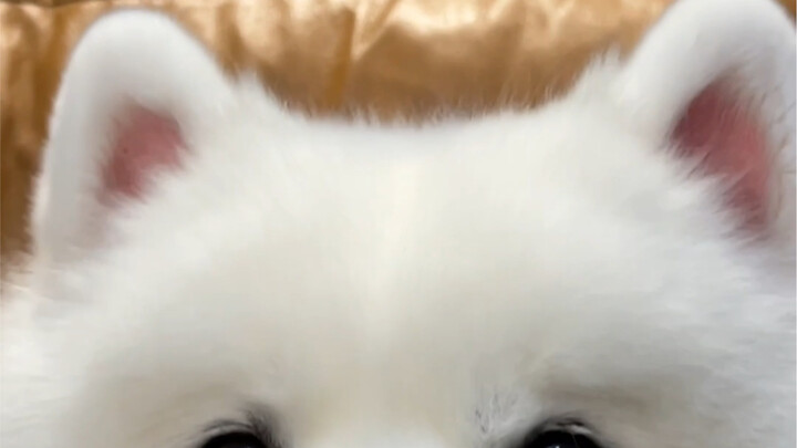 这Q弹粉耳朵我只玩了一天