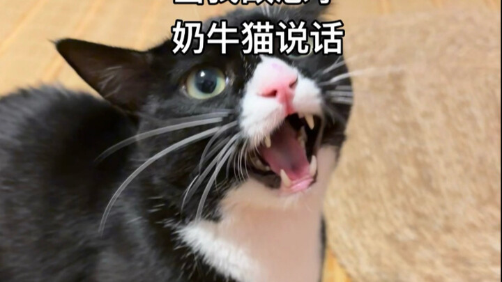 แมววัวนมช่างไร้ซึ่งศีลธรรมจรรยาเสียจริงๆ