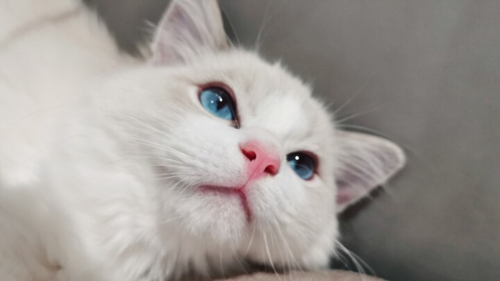 [Maine Coon] When it comes to looks, I’d give it a perfect ten!