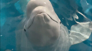 Even the big white one spat into my mouth!