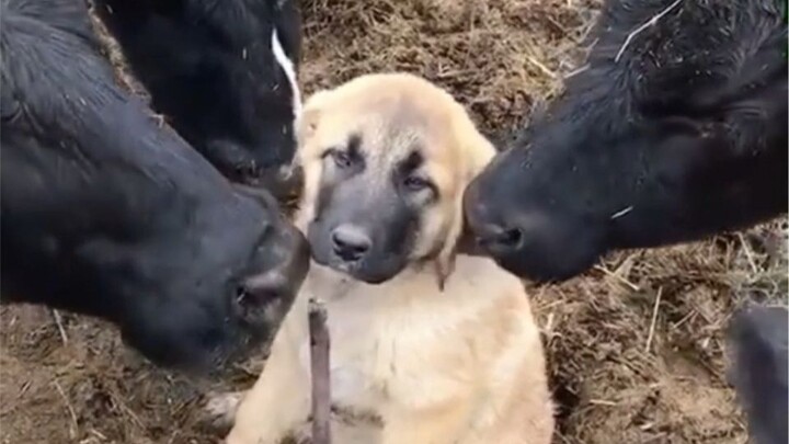 Dog: I was totally blown away at the time?!