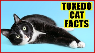 15 Surprising Facts About Tuxedo Cats