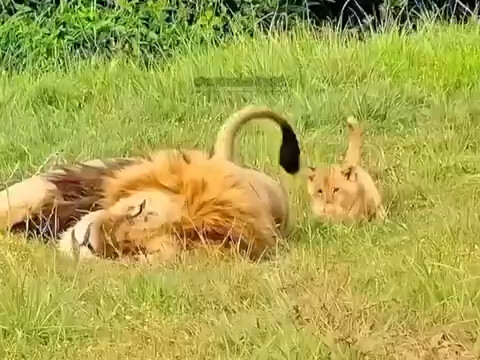 Singa Kecil