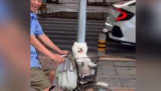 [Kucing] Tampaknya Beberapa Hal Kecil Bisa Menyembuhkanmu