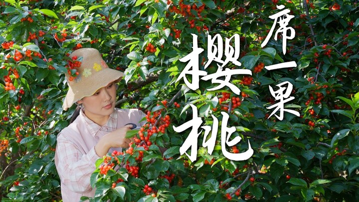 One Seat, One Fruit (38): Chinese Dwarf Cherry—A Summer-Limited Wild Delight from the Mountains!｜Bro