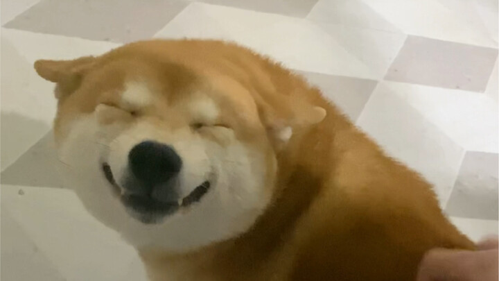 Why raise a Shiba Inu?