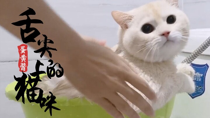 【舌尖上的猫咪】居然有猫咪洗澡如此乖巧，仿佛是个玩具猫