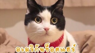 แมวน่ารัก-กังฟูสอนภาษาให้พี่เส้า
