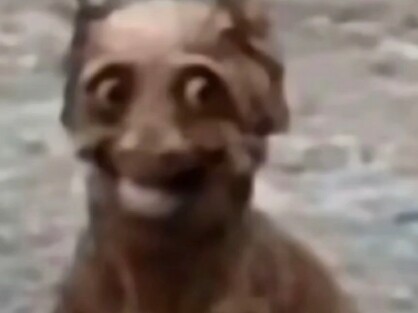 الدب الصغير الشرير الخاص بـ مومو غه يغني لكم اليوم!