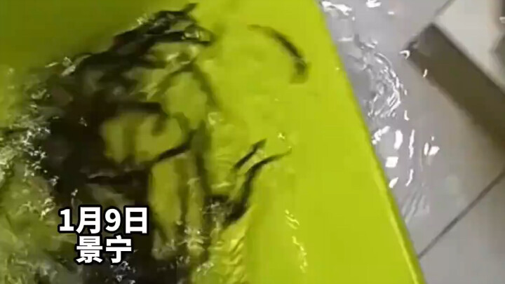 Pria ini menggunakan ikan loach untuk membersihkan saluran pembuangan, dan ternyata hasilnya cukup b