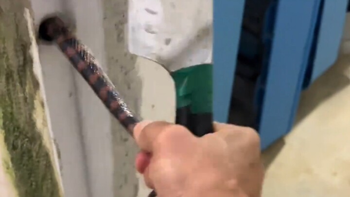 A snake crawled into the house and couldn’t be pulled out, so they cut it open.