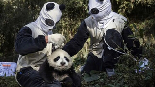 Panda: Mungkin kamu enggak percaya kalau aku bilang, dulu aku pernah bertemu hantu.