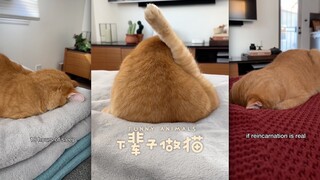 في الحياة القادمة سأولد كـ 🐈