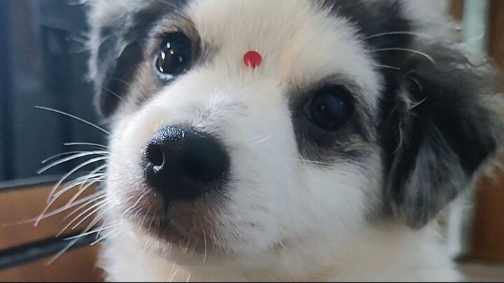 Milk the roko's baby very cute and playfull