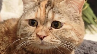 Bu, aku dengar memberi makan kucing lebih sering bisa membuat kucing sangat senang