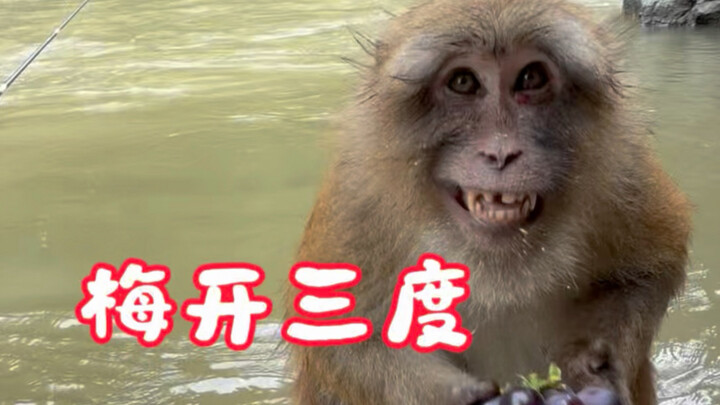 Hoa mai nở ba lần: hòn đá biết bay!