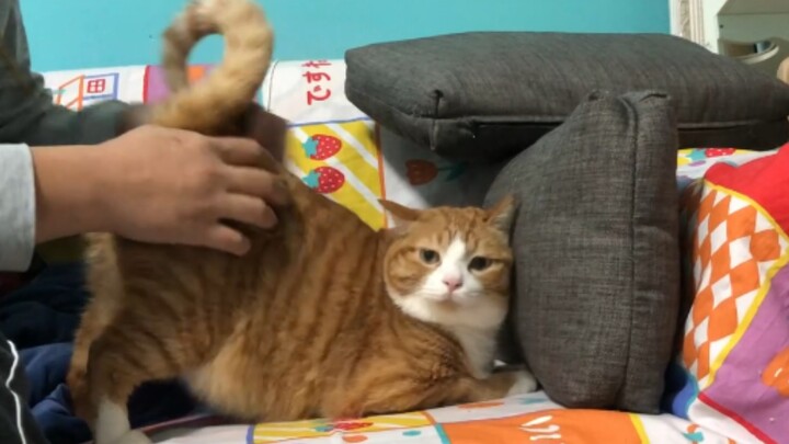 Hả? Mèo con, cậu có gì đó không ổn nha (･᷅ὢ･᷄)