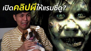 ลองเปิดคลิปผี Jump scare ให้หมาดู ด้วยจอโปรเจคเตอร์ยักษ์?