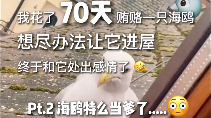 Bro Spends 70 Days Crafting an Emotional Saga with Seagulls Pt. 2 | Befriending Through Feuding – Pl