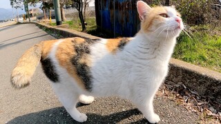 Seekor kucing calico yang lucu datang menemui seseorang dalam suasana hati yang baik