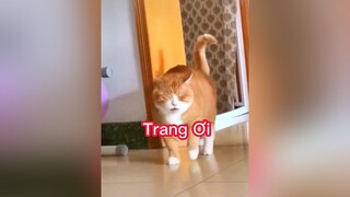 Trang Ơi Hoàng thượng gọi thucung pet haihuoc xuhuong