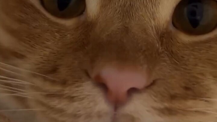 TV Kucing Oranye