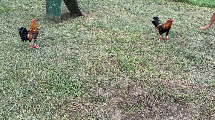 Yellow legged hatch (right) from sir Sandy Saagundo Bacolod Eagle Gamefarm for early breeding.