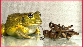 Should I Not Eat It / Pacman Frog African Bullfrog / Warning Live Feeding.