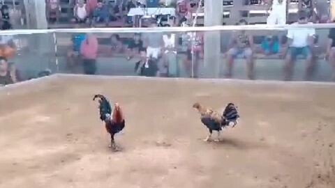 1x winner alimbuyugin