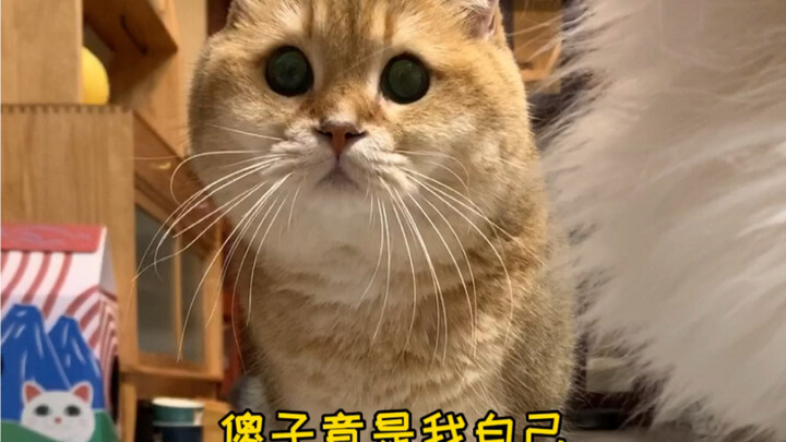 ทดสอบแมวหัวชนกำแพง ผลลัพธ์ทำให้ผิดหวังมาก