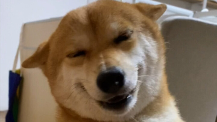 What will a Shiba Inu do after not seeing its owner for a month?