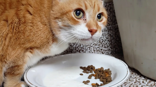 ASMR แมวกินอาหาร