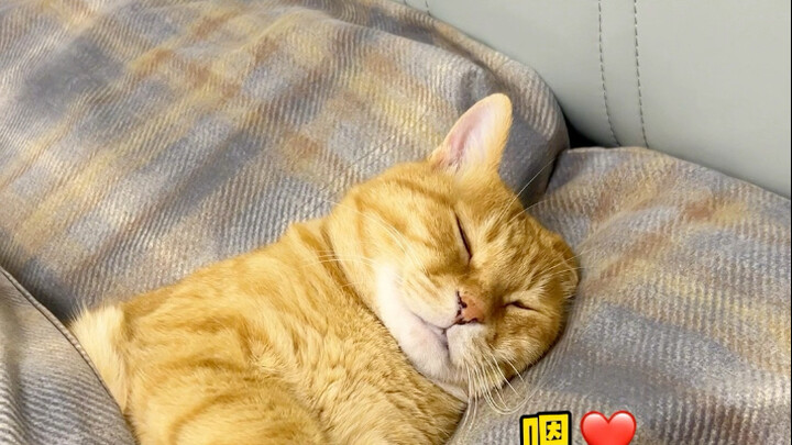 Kucing kecilku pasti sangat mencintaiku～