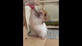 Funny Hámster Videos Compilation #2   Funny and Cute Moment of the Animals