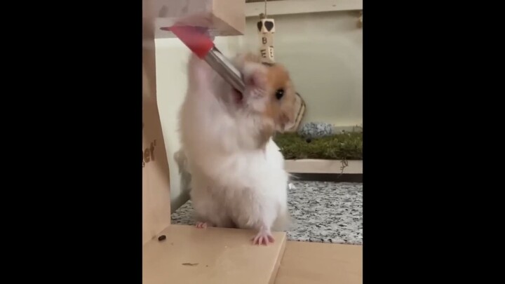Funny Hámster Videos Compilation #2   Funny and Cute Moment of the Animals