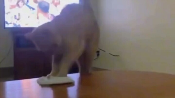 Master Miao, what do you do for a living?