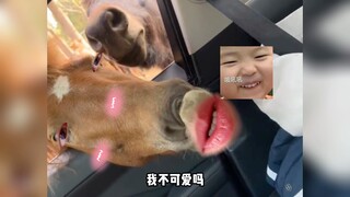 在外面别人都叫我骏马