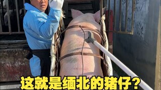 Is this the piglet from northern Myanmar?