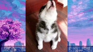 CUTE PET #น่ารัก&ตลก #5555+