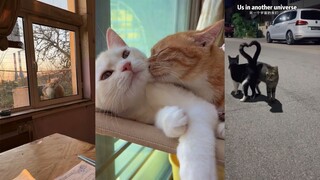 来都来了 吃点猫粮再走呗