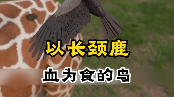 Burung yang memakan darah jerapah