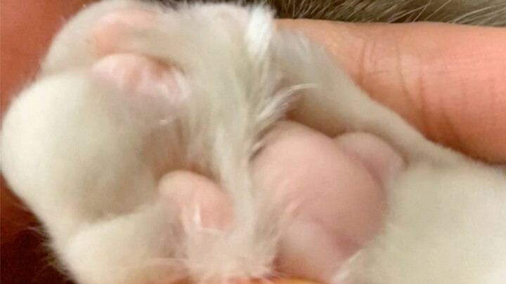 The little kitten's paws taste like cream! 🤓🤓