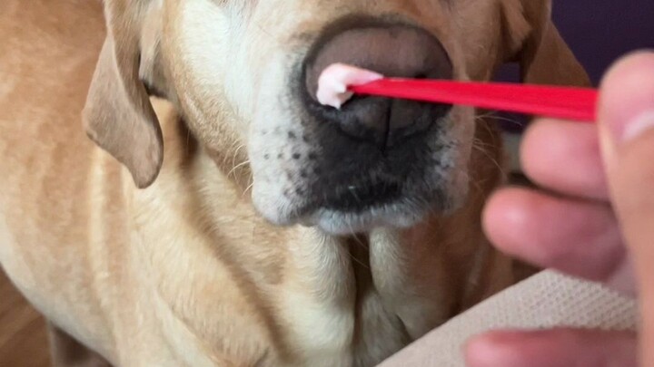 Apa sih arti ekspresi anjing-anjing ini~?