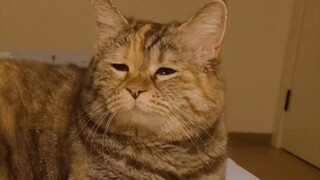 แมวน้อยง่วงที่รอคุณไปนอนด้วย