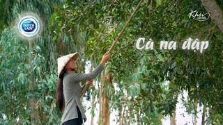 Cà na đập đặc sản mùa nước về - Khói Lam Chiều #48 | Canarium trees grow in floating water season