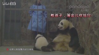 【大熊猫成大】霸气成大带娃：活着就行