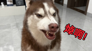 Mỗi khi chú chó Husky đến xin ăn, chủ của nó lại giả vờ ngủ, điều này khiến nó gần như phát điên!