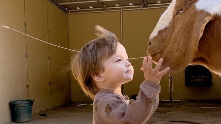 He really seems to have the superpower to communicate with animals, huh.